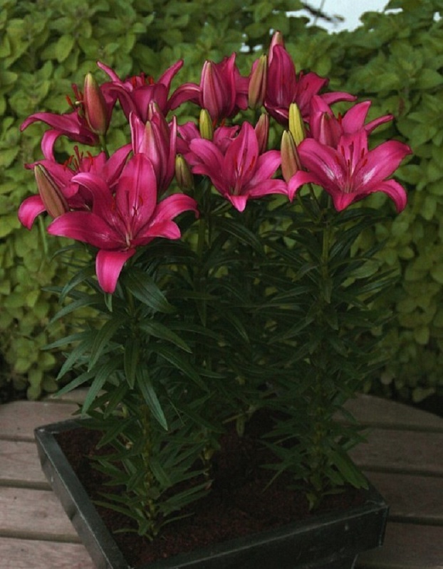 Лилия Тренди Дакота